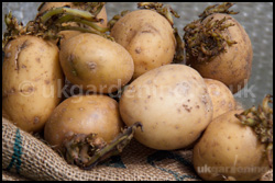 Seed potatoes starting to shoot