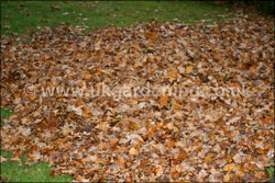 Collect the leaves into a pile with a lawn rake or leaf blower