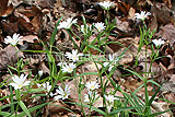 Stellaria holostea (Greater Stitchwort, Addersmeat)
