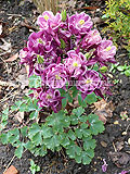 Aquilegia vulgaris ;Winky Double Rose' (columbine, grannies bonnet)