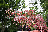 Acer palmatum 'Seiryu' (Maple, Japanese maple)