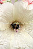 Alcea (Hollyhock) with bumble bee