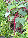 Amaranthus caudatus (Love-lies-bleeding, Tassel Flower)
