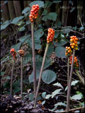 Arum maculatum (cuckoo pint, cuckoo-pint, jack-in-the-pulpit, lords and ladies). The berries are produced in summer, turning orangey-red in late-summer, early autumn.