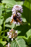 Belted hoverfly Volucella zonaria