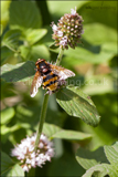 Belted hoverfly Volucella zonaria. One of the largest flies of Britain. It mimics a hornet or wasp, but is harmless to humans. The adults are great polinators and their larvae are believed to eat wasp grubs. 