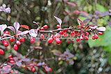 Berberis thunbergii f. atropurpurea 'Harlequin' (Berberis, Purple berberis, Barberry, Purple Japanese barberry)