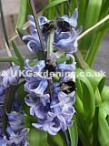 Buff-tailed bumblebees on hyacinth flower