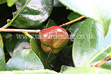 Camellia japonica 'Gloire de Nantes' - seed pod
