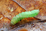 Angle Shades caterpillar (Phlogophora meticulosa)