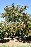 Ceratonia siliqua (Carob tree)