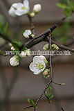 Chaenomeles 'In Variety' (Quince)