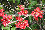 Chaenomeles speciosa (Ornamental quince, japonica, Japanese quince)