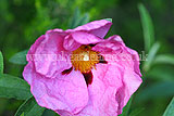 Cistus x purpureus (Rock rose, Sun rose)