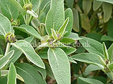 Colutea arborescens (Common bladder senna)