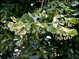 Tilia x europaea (Common lime)
