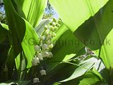 Convallaria majalis (Lily-of-the-valley)