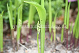 Convallaria majalis (Lily-of-the-valley)
