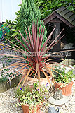Cordyline australis 'Purpurea' (Cabbage palm)