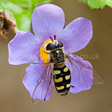 Eupeodes corollae syn. Metasyrphus corollae (Hoverfly). Whilst it may look like a wasp, it is actually a hoverfly.