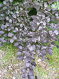 Fagus sylvatica purperea (Purple beech)