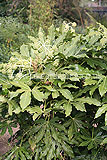 Fatsia japonica (Castor oil plant)