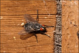 Flesh fly Sarcophaga nodosa