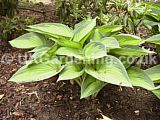 Hosta 'Tardiana group'  (Plantain lily, Funkia)