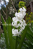 Hyacinthus orientalis (Hyacinth, Dutch Hyacinth)