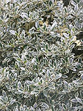 Ilex aquifolium 'Argentea Marginata' AGM (silver-margined holly, variegated holly)