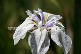 Iris ensata (Japanese clematis flowered iris, Japanese iris)