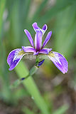 Iris graminea (Iris)