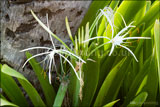 Ismene x fetalis (Peruvian daffodil, spider lily)
