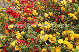Kerria japonica var. japonica with Chaenomeles speciosa (Japanese quince)