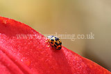 Ladybird (14 spot) on lily