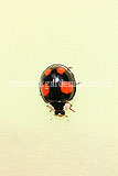 Ladybird (Harlequin) - Harmonia axyridis