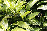 Aucuba japonica 'Crotonifolia' (Spotted laurel)