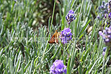 Lavandula angustifolia (Common or English lavender) with Large Skipper butterfly