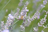 Lavandula angustifolia (Common or English lavender) with hoverfly