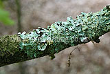 Lichen on oak branch