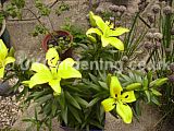 Lilium (Asiatic Lily)