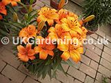 Lilium 'Orange Pixie' (Asiatic Lily)