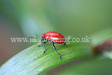 Lilioceris lilii (lily beetle, scarlet lily beetle, red lily beetle)