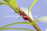 Lilioceris lilii (lily beetle, scarlet lily beetle, red lily beetle)