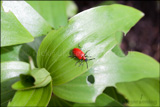 Lilioceris lilii (lily beetle, scarlet lily beetle, red lily beetle) including damage to the lily leaves.