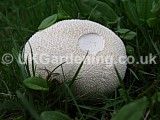 Lycoperdon perlatum (Common puffball)