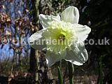Narcissus (Daffodil)