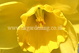 Narcissus 'Camelot' (Daffodil)
