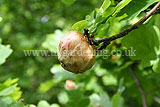 Quercus robur (Common oak) with oak apple gall