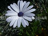 Osteospermum 'Glistening White' syn. Dimorphotheca pluvialis (Cape marigold, Cape daisy, Rain daisy, African daisy)
